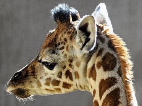Narodilo se mládě žirafy Rothschildovy (Foto: www.zoozlin.eu)