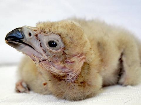 Foto: Facebook ZOO a zámek Zlín - Lešná