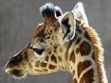 Narodilo se mládě žirafy Rothschildovy (Foto: www.zoozlin.eu)