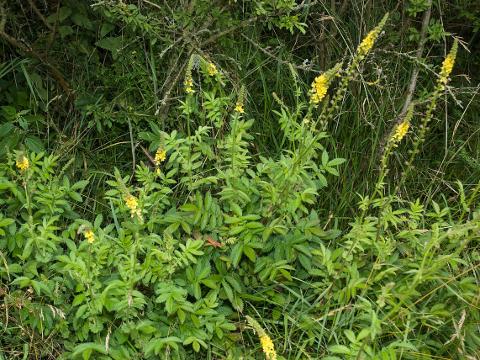 Řepík lékařský - Agrimonia eupatoria (Foto: Wikimedia - O.Pichard)