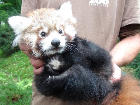Foto: ZOO a zámek Zlín - Lešná