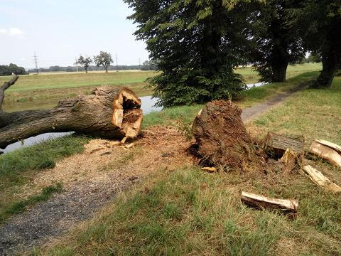Nebezpečné stromy (Foto: Povodí Moravy )