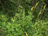 Řepík lékařský - Agrimonia eupatoria (Foto: Wikimedia - O.Pichard)