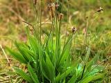 Jitrocel kopinatý - Plantago lanceolata (Foto: Wikimedia - StaraBlazkova)