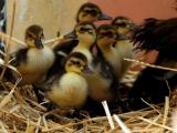 Odchov vzácné pralesní pižmovky (Foto: www.zoozlin.eu)