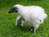 Foto: Facebook ZOO a zámek Zlín - Lešná
