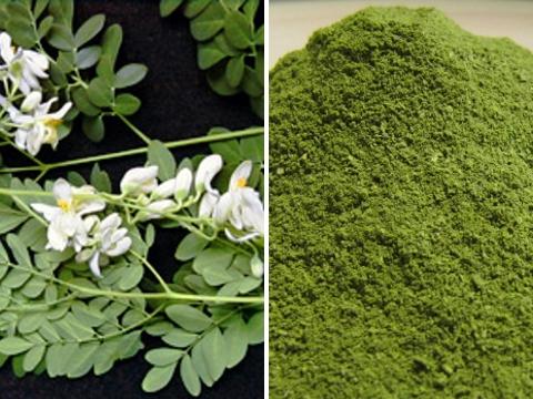 Moringa list a Moringa usušené namleté listy (Foto: Bylinkář Standa)