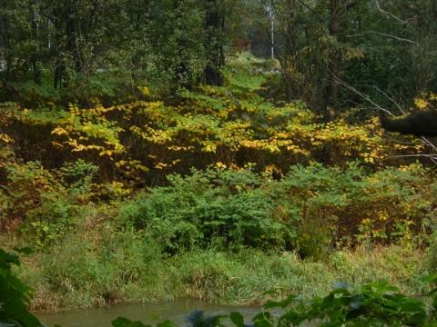 zažloutlá křídlatka v pozadí je po aplikaci postřiku (Foto: Povodí Moravy)