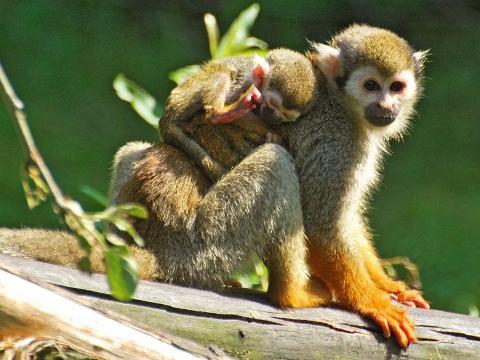 Foto: Facebook ZOO a zámek Zlín - Lešná