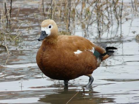 Husice rezavá (Foto: Moravský ornitologický spolek)
