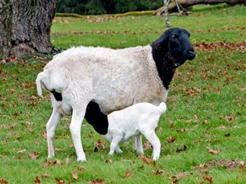 Foto: Facebook ZOO a zámek Zlín - Lešná