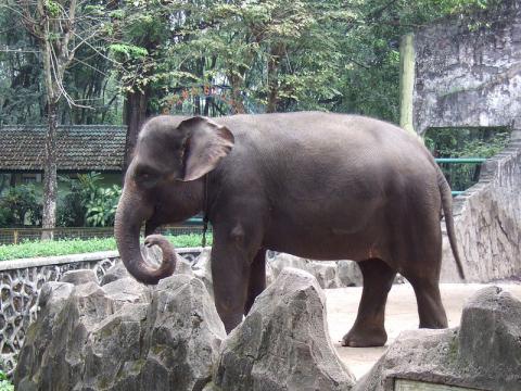 Slonice absolvují ve zlínské zoo speciální výcvik (Foto: Zlin.cz)
