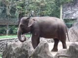 Slonice absolvují ve zlínské zoo speciální výcvik (Foto: Zlin.cz)