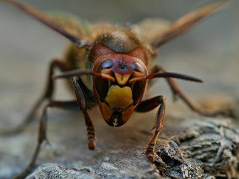Ilustrační foto (Foto: Muzeum regionu Valašsko)