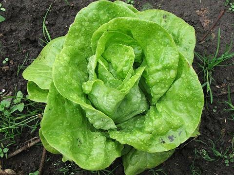 Salát hlávkový (Foto: Wikipedia - Selena von Eichendorf)