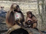 Foto: ZOO a zámek Zlín - Lešná