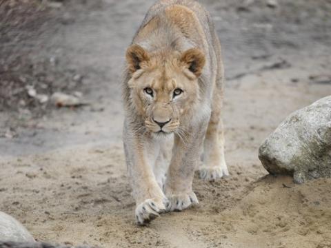 Foto: ZOO a zámek Zlín - Lešná