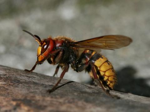 Ilustrační foto (Foto: Muzeum regionu Valašsko)