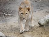 Foto: ZOO a zámek Zlín - Lešná