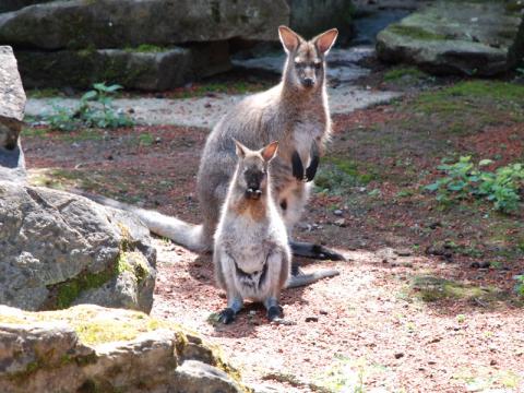Skupina klokanů (Foto: ZOO a zámek Zlín-Lešná)