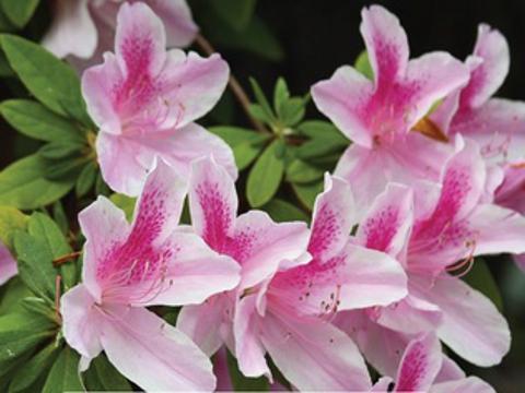 Ilustrační foto (Foto: Muzeum regionu Valašsko)