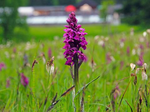 Prstnatec májový (Foto: archiv resortu Valachy)