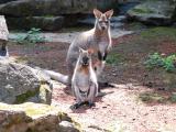 Skupina klokanů (Foto: ZOO a zámek Zlín-Lešná)