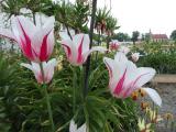 Tulipány v Holandské zahradě (Foto: NPÚ Kroměříž)
