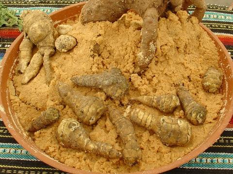 Mandragora lékařská (Foto: Wikimedia -  Retama)