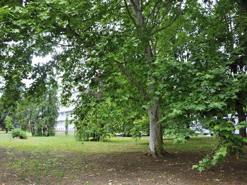 Vzácné stromy u nemocnice (Foto: Uherskohradišťská nemocnice, a.s.)