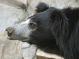 Foto: ZOO a zámek Zlín - Lešná