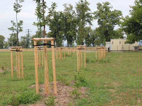 Nová výsadba (Foto: MÚ Uherské Hradiště)