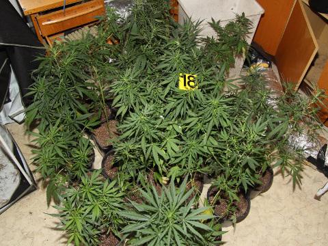 Odhalená pěstírna (Foto: Krajské ředitelství policie Zlínského kraje)