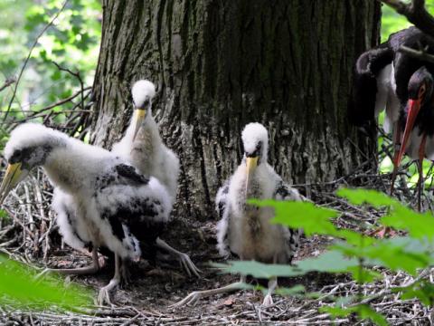Vzácná čapí mláďata (Foto: ZOO Zlín)