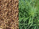 Konopí seté – Cannabis sativa (Foto: Bylinkář Standa)