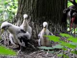 Vzácná čapí mláďata (Foto: ZOO Zlín)