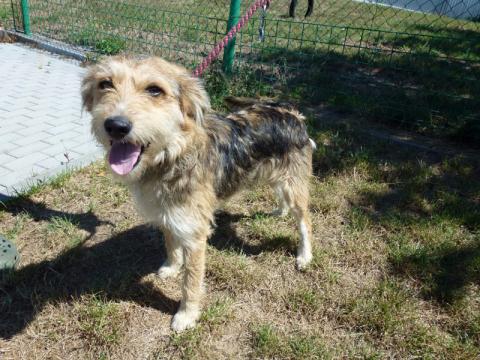 Psí útulek ve Valašském Meziříčí (Foto: Zlin.cz)
