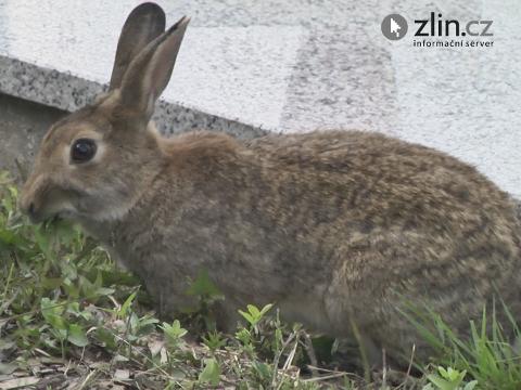 Foto: Zlin.cz