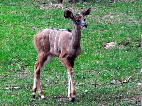 Mládě kudu velkého (Foto: ZOO Zlín)