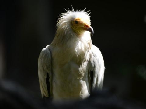 Foto: ZOO a zámek Zlín - Lešná