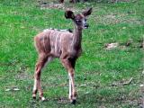 Mládě kudu velkého (Foto: ZOO Zlín)