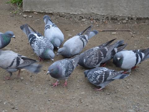 Ilustrační foto (Foto: MěÚ Valašské Meziříčí)