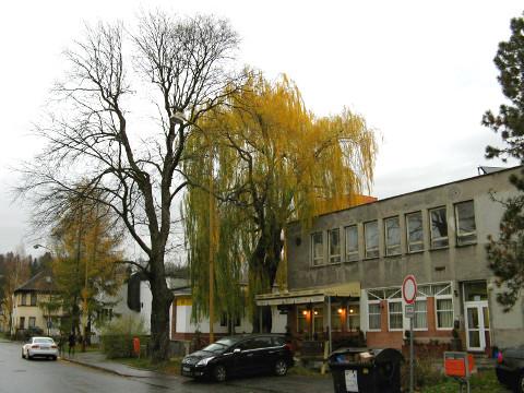 Nebezpečný strom (Foto: Městský úřad Valašské Meziříčí)