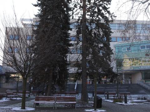 Stromy na Dolním náměstí, které budou pokáceny (Foto: Adéla Kousalová)