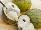 Annona Cherymoya (Foto: Bylinkář Standa)
