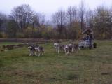 Ilustrační foto (Foto: Mushers club Česká sibiř)