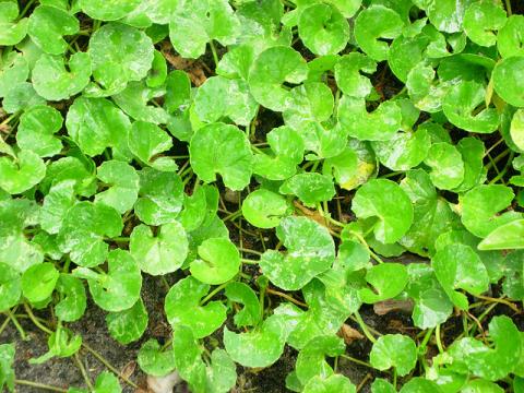 Gutu kola (Foto: superpotravina.cz)