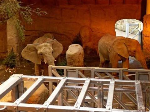 Sloni (Foto: ZOO Lešná)