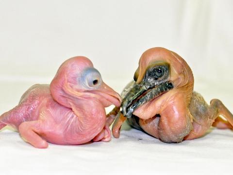 Foto: Facebook ZOO a zámek Zlín - Lešná