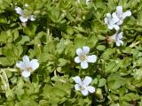 Bacopa Monnieri - Brahmi (Foto: Wikimedia - Forest & Kim Starr)
